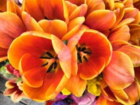 /album/fotogaleria-fotografia-macro/imagen-026-fhdr-640x480-jpg/